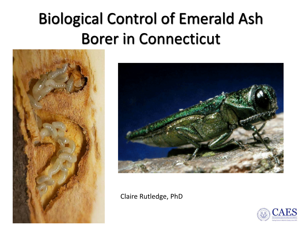 The Emerald Ash Borer