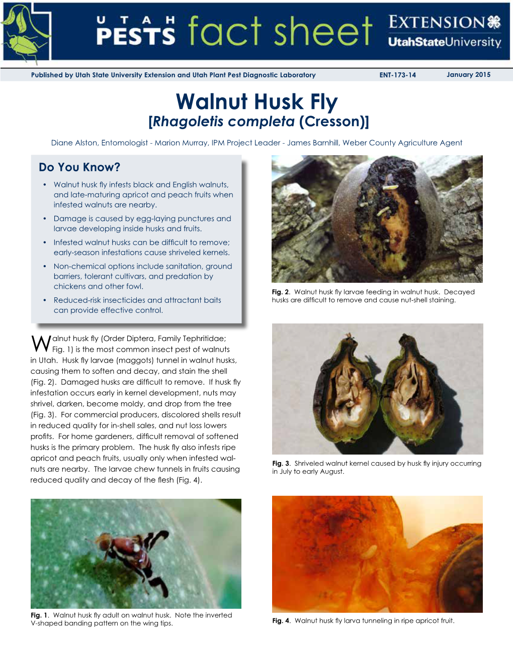 Walnut Husk Fly [Rhagoletis Completa (Cresson)]