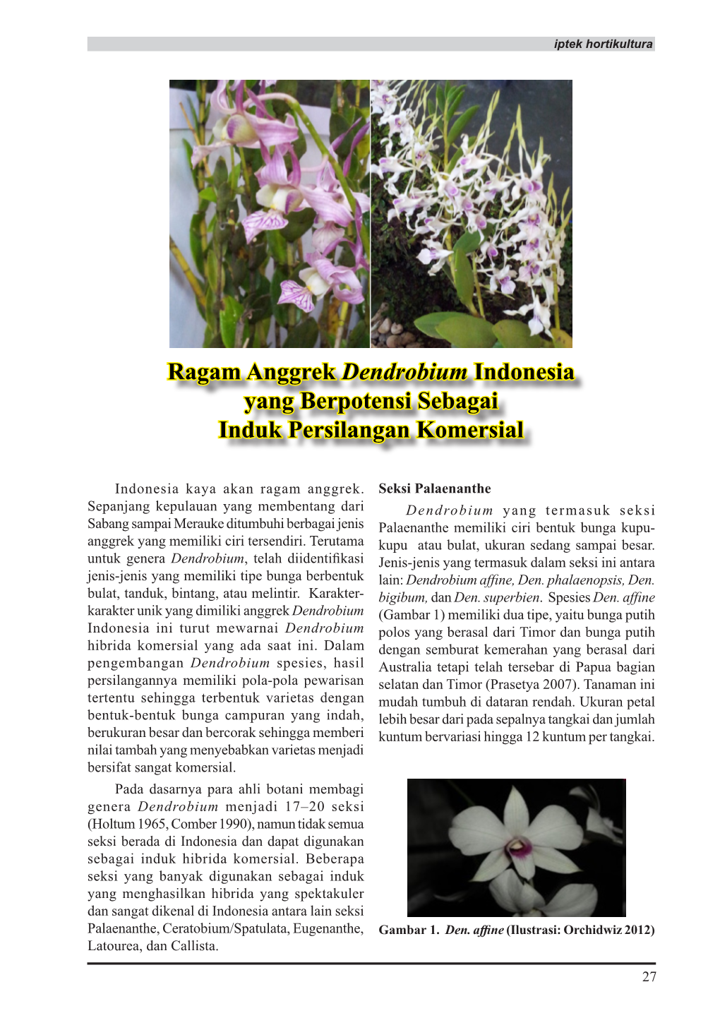 Ragam Anggrek Dendrobium Indonesia Yang Berpotensi Sebagai Induk Persilangan Komersial