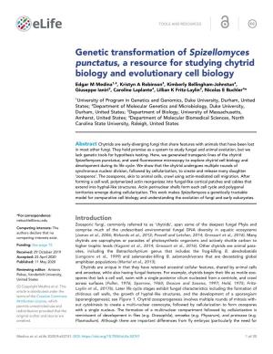 Genetic Transformation of Spizellomyces Punctatus, a Resource for Studying Chytrid Biology and Evolutionary Cell Biology