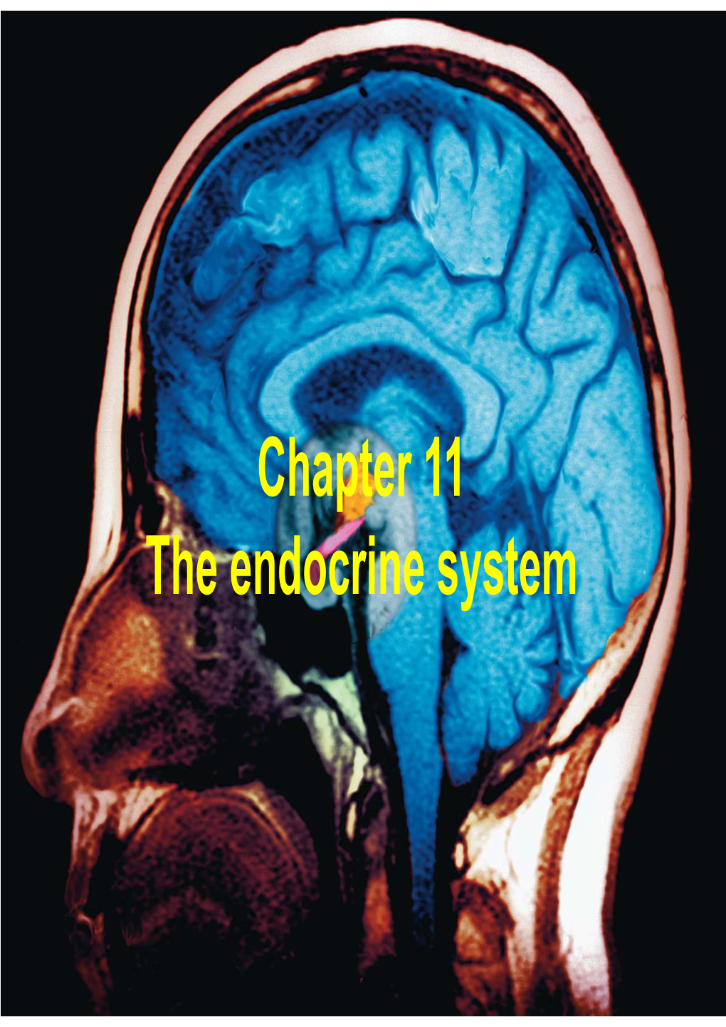 Chapter 11 the Endocrine System Neurotransmitter from a Nerve Cell