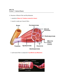 Skeletal Muscle A. Structure of Muscle Fiber and Myofilaments 1