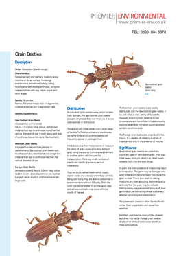 Grain Beetles