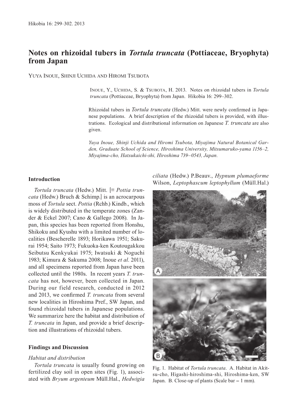 Notes on Rhizoidal Tubers in Tortula Truncata (Pottiaceae, Bryophyta) from Japan