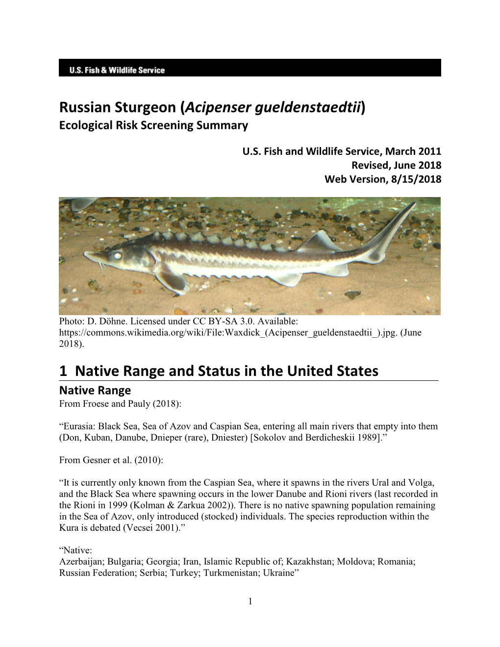 Russian Sturgeon (Acipenser Gueldenstaedtii) ERSS