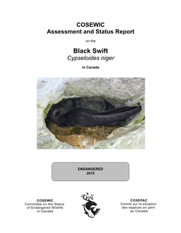 Black Swift, Cypseloides Niger, in Canada, Prepared Under Contract with Environment Canada