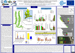 Caulerpa Racemosa on Natura 2000 Sites and Impact on Fishing Activities " in the SCI IT60000005 (Seabed Between Punta S