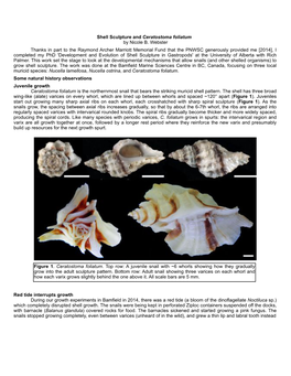 Shell Sculpture and Ceratostoma Foliatum (Pdf)
