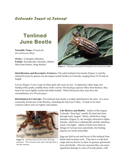 Tenlined June Beetle