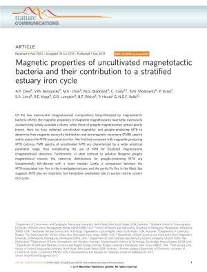 Magnetic Properties of Uncultivated Magnetotactic Bacteria and Their Contribution to a Stratified Estuary Iron Cycle