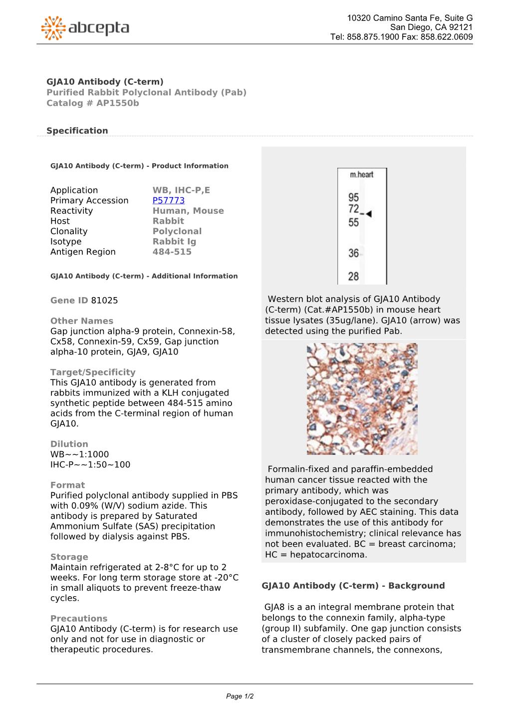 GJA10 Antibody (C-Term) Purified Rabbit Polyclonal Antibody (Pab) Catalog # Ap1550b