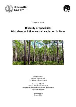 Disturbances Influence Trait Evolution in Pinus