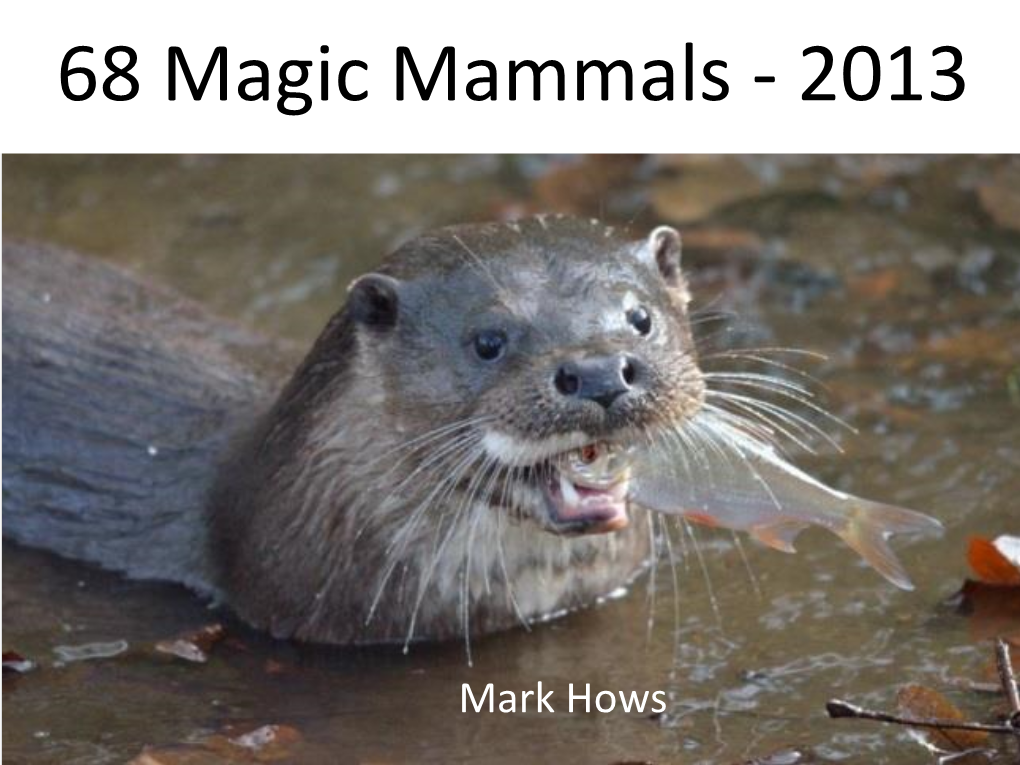 Mostly Mammals