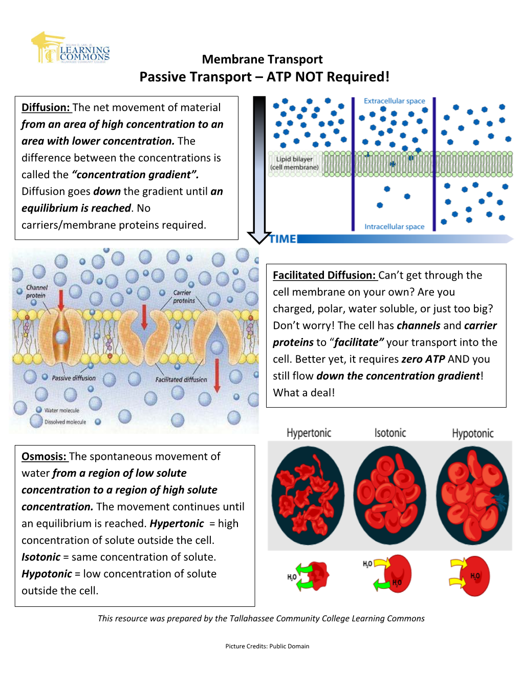 Passive Transport – ATP NOT Required!