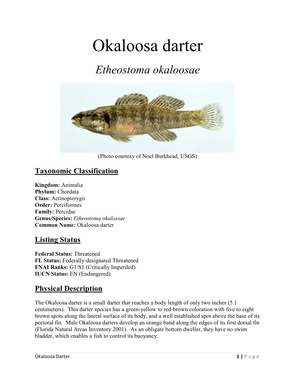 Okaloosa Darter