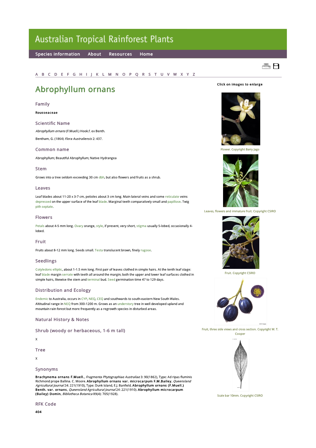 Abrophyllum Ornans Click on Images to Enlarge