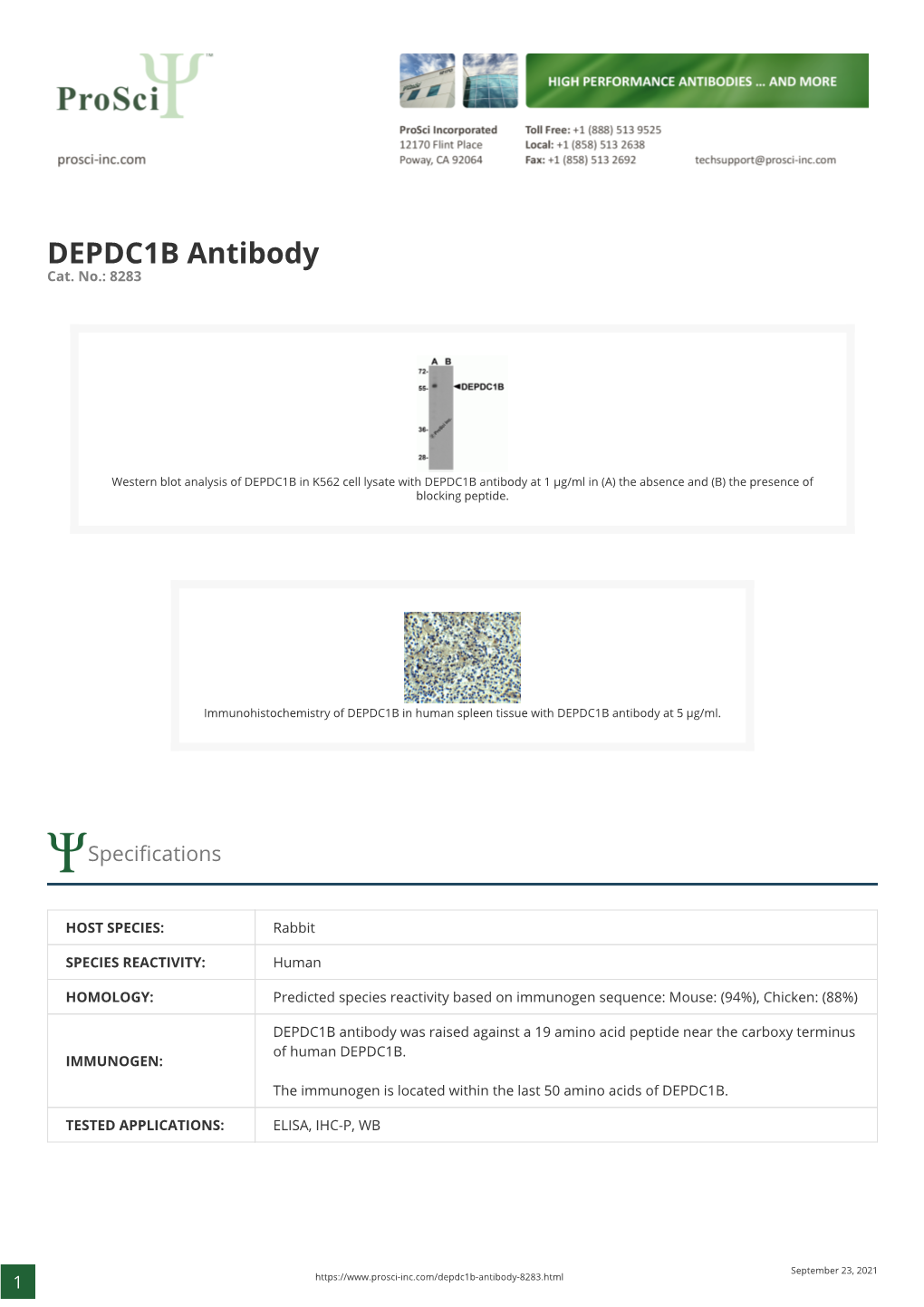 DEPDC1B Antibody Cat