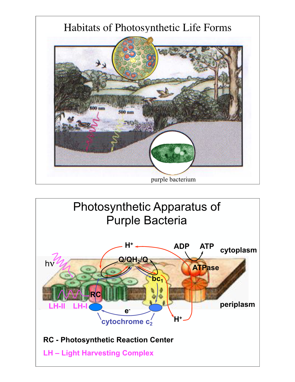 Photosynthetic Apparatus of Purple Bacteria