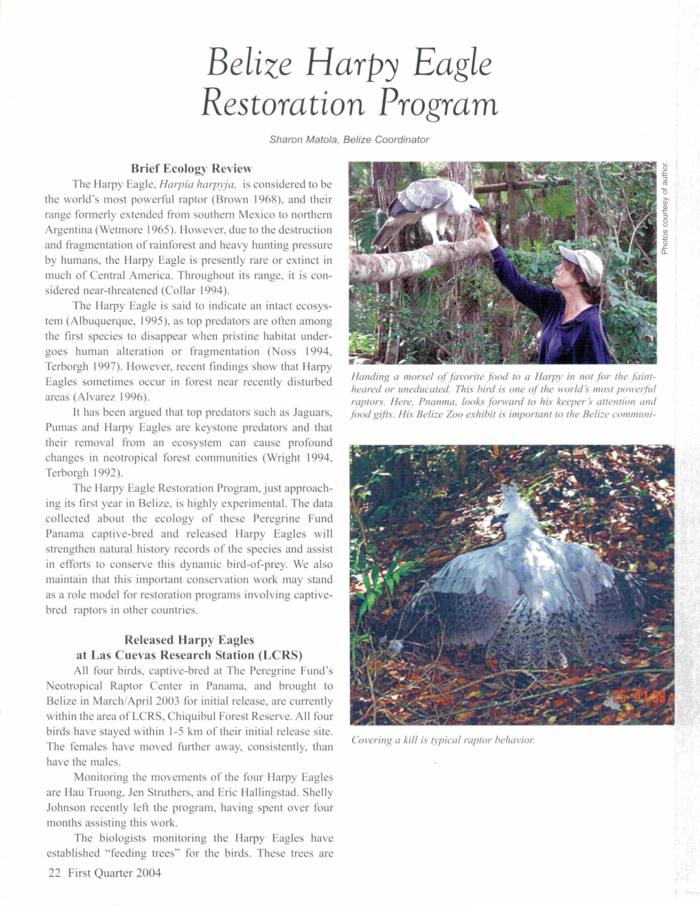 Belize Harpy Eagle Restoration Program