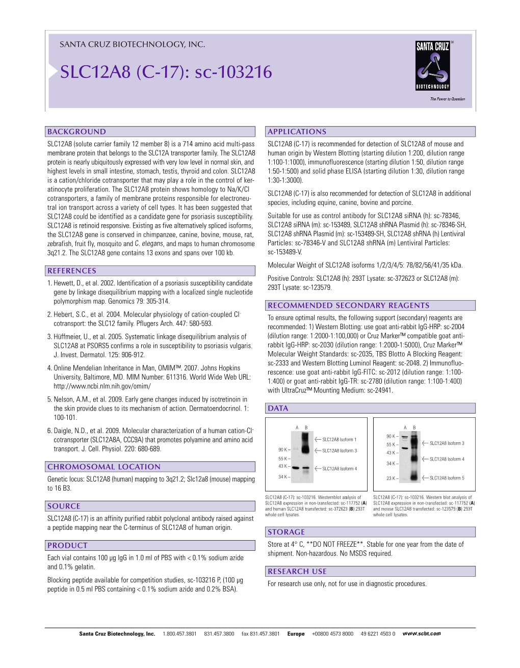 SLC12A8 (C-17): Sc-103216