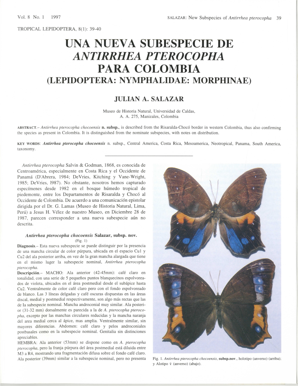 Una Nueva Subespecie De Antirrhea Pterocopha Para Colombia (Lepidoptera: Nymphalidae: Morphinae)