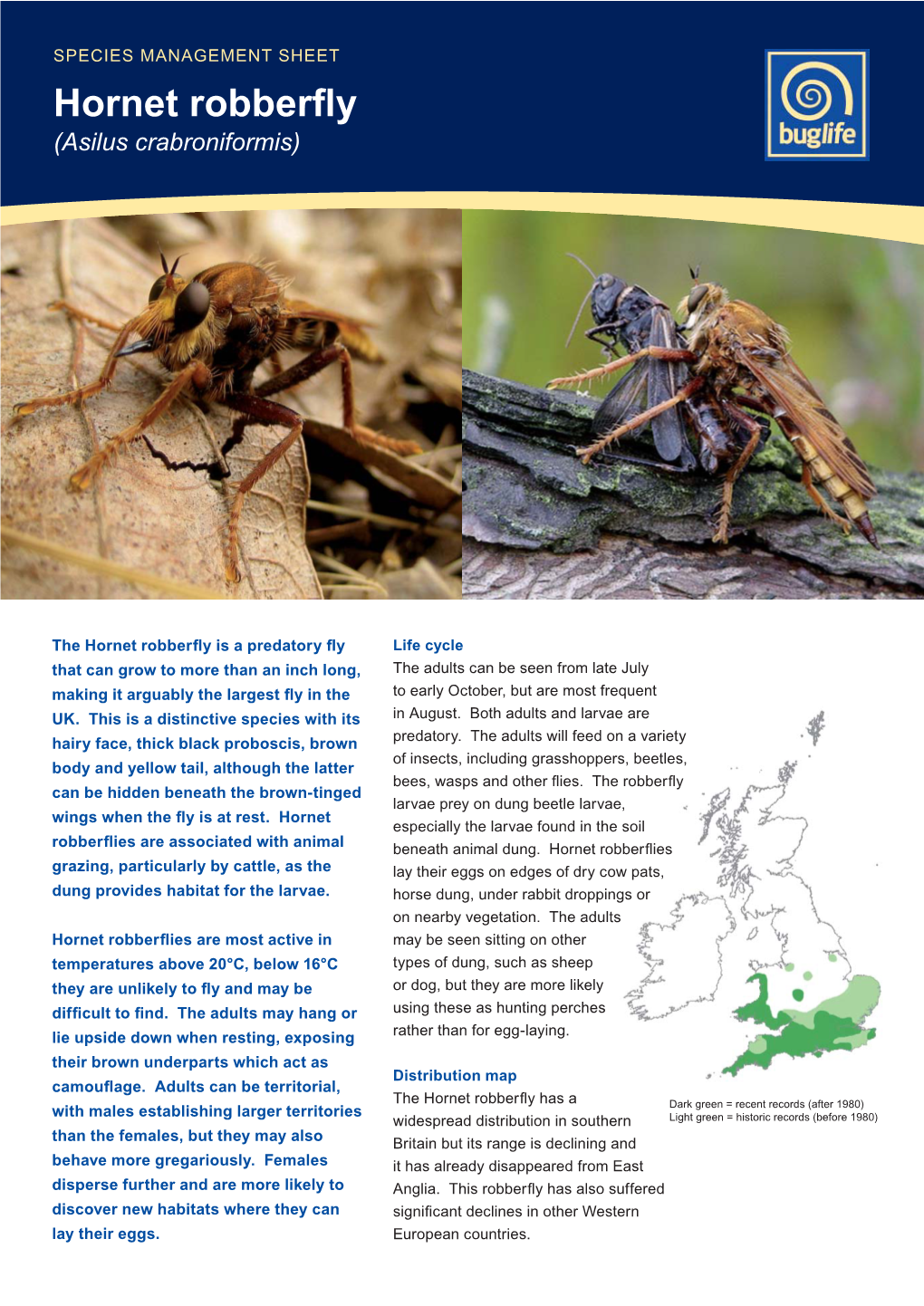 Hornet Robberfly Species Management Sheet