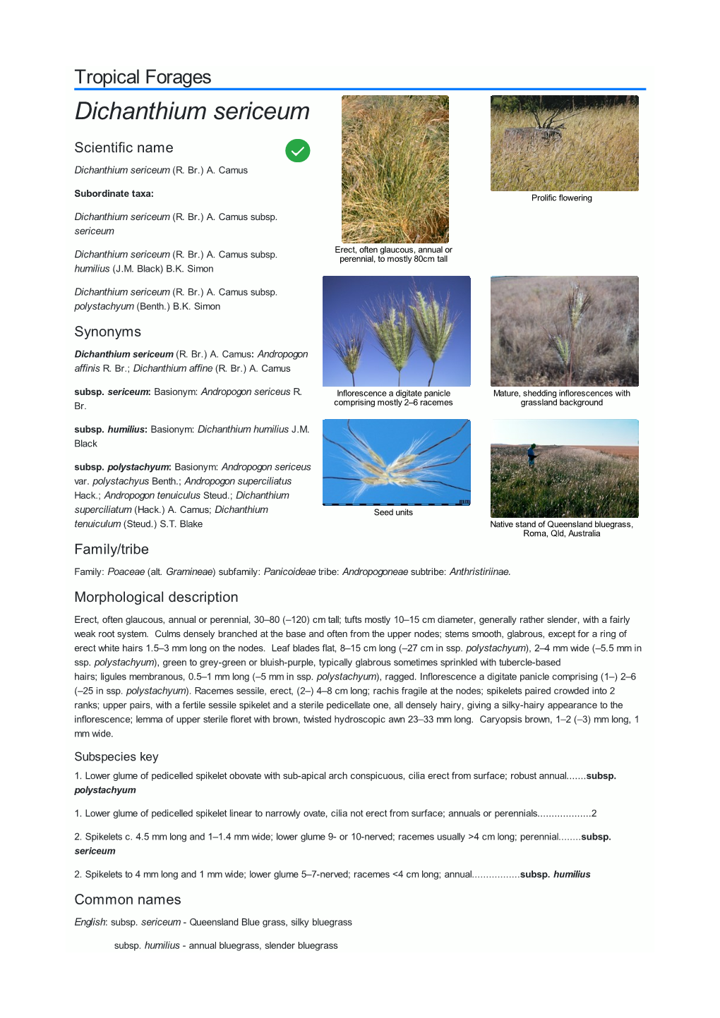 Dichanthium Sericeum Scientific Name  Dichanthium Sericeum (R