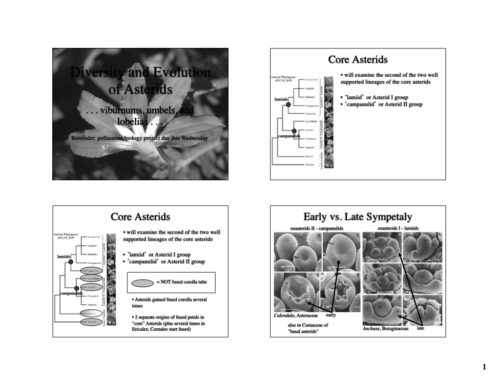 Diversity and Evolution of Asterids