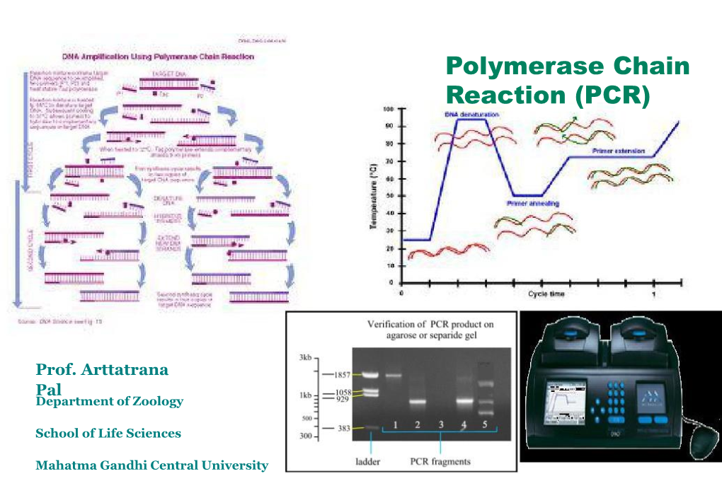 Polymerase Chain Reaction (PCR)