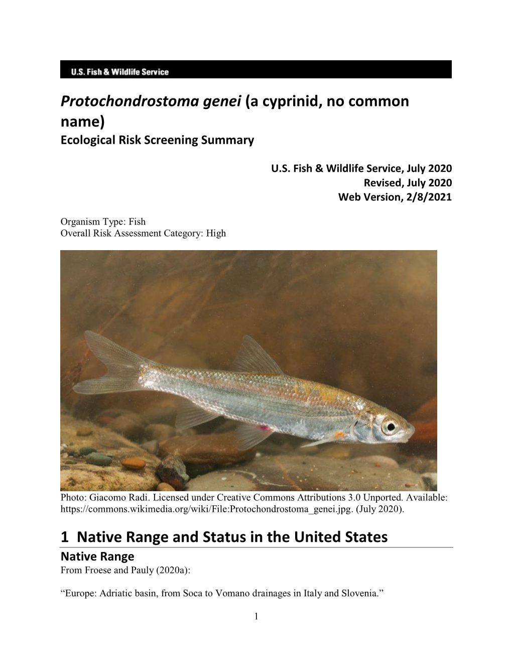Protochondrostoma Genei (A Cyprinid, No Common Name) Ecological Risk Screening Summary