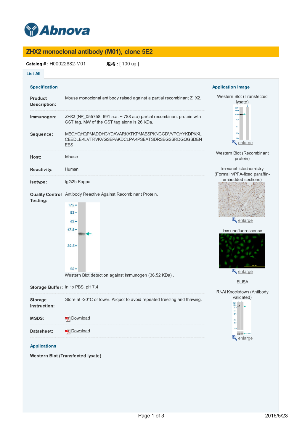 ZHX2 Monoclonal Antibody (M01), Clone 5E2