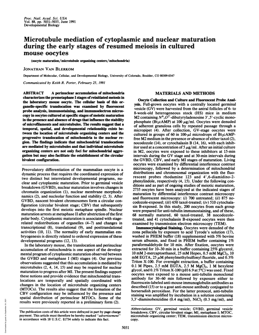 Microtubule Mediation of Cytoplasmic and Nuclear Maturation During The