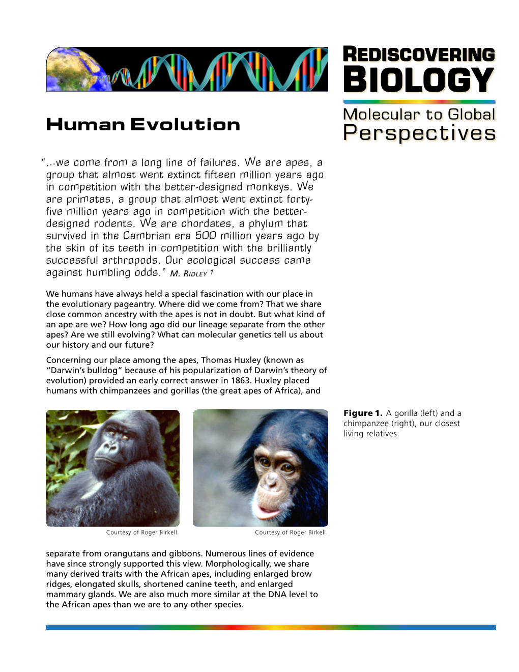 Human Evolution Perspectives