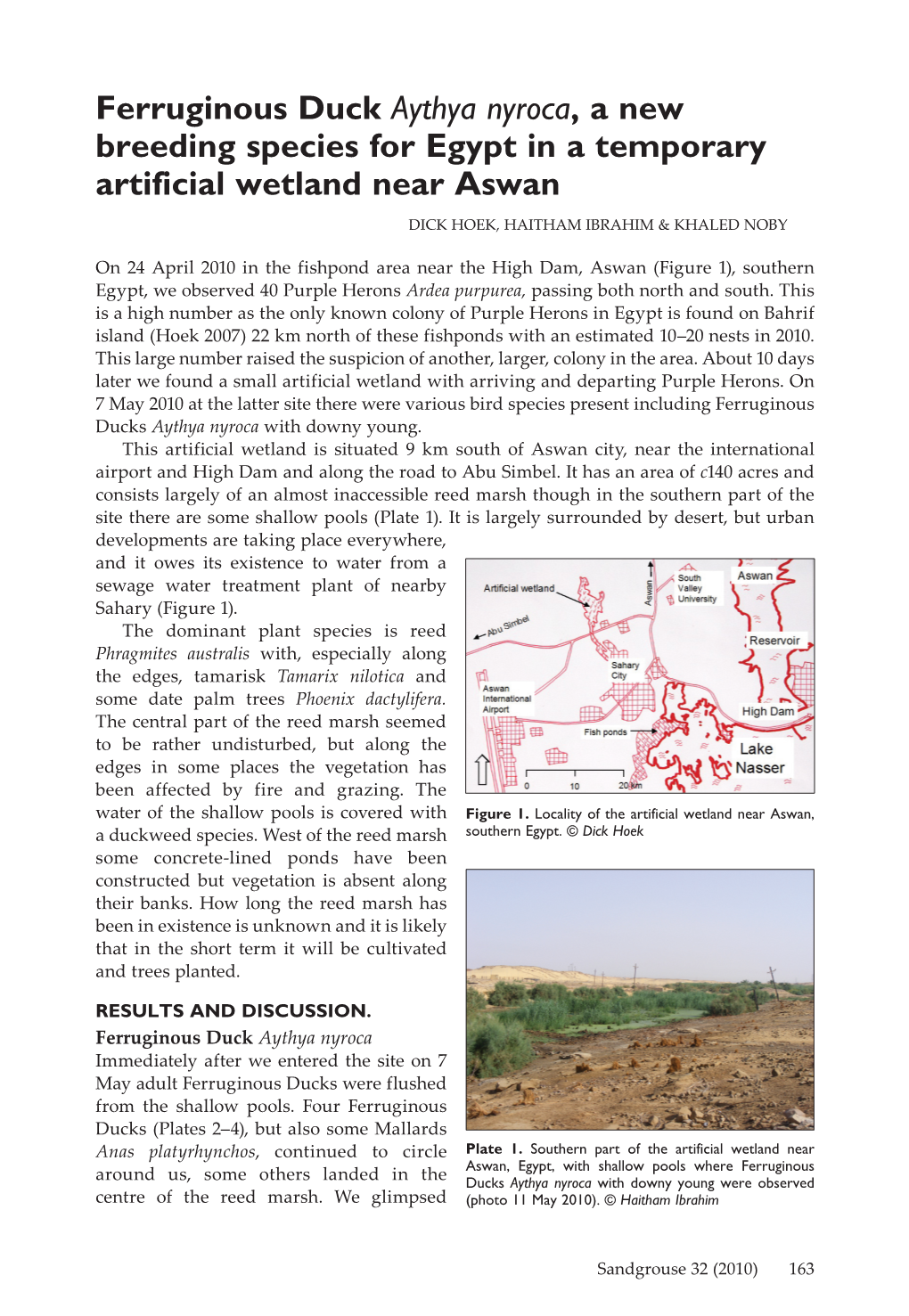 Ferruginous Duck Aythya Nyroca, a New Breeding Species for Egypt in a Temporary Artificial Wetland Near Aswan DICK HOEK, HAITHAM IBRAHIM & KHALED NOBY