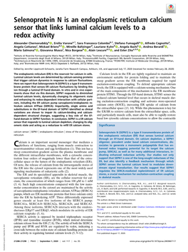 Selenoprotein N Is an Endoplasmic Reticulum Calcium Sensor That Links Luminal Calcium Levels to a Redox Activity