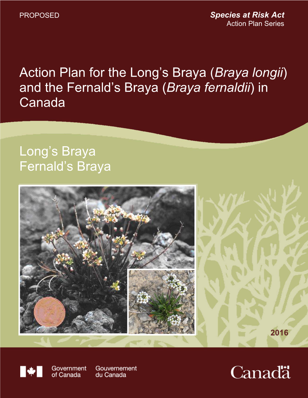 Long's Braya (Braya Longii) and the Fernald's Braya (Braya Fernaldii)