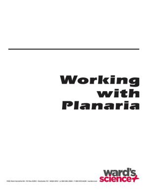 Working with Planaria