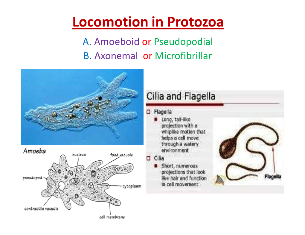 Locomotion in Protozoa A