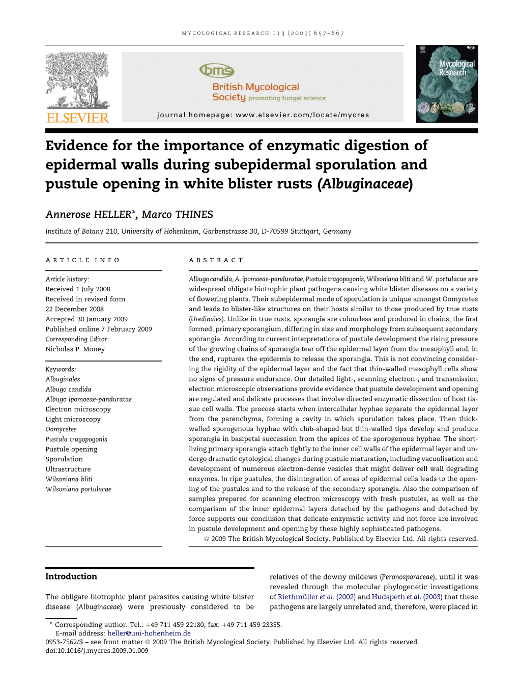 Evidence for the Importance of Enzymatic Digestion of Epidermal Walls During Subepidermal Sporulation and Pustule Opening in White Blister Rusts (Albuginaceae)