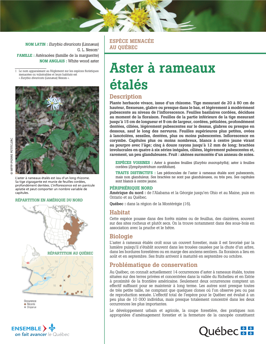 Aster À Rameaux Étalés Sont Pubescents, L’Aster À Rameaux Étalés Est Issu D’Un Long Rhizome