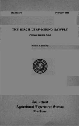 The Birch Leaf-Mining Sawfly, Fenusa Pumila Klug