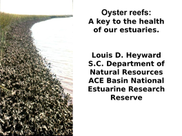 Oyster Reefs: a Key to the Health of Our Estuaries
