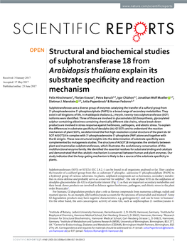 Structural and Biochemical Studies of Sulphotransferase 18 From