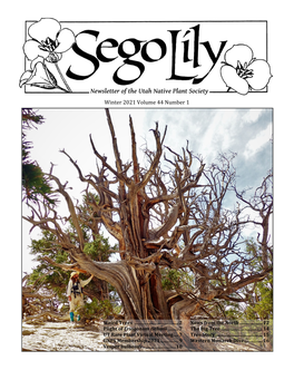 Winter 2021 Sego Lily Newsletter