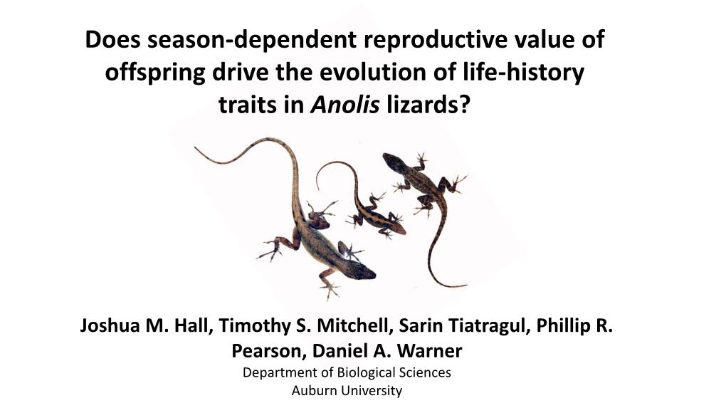 Does Season-Dependent Reproductive Value of Offspring Drive the Evolution of Life-History Traits in Anolis Lizards?