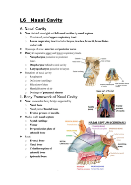 L6 Nasal Cavity A