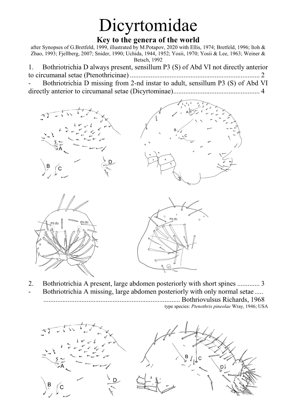 Dicyrtomidae