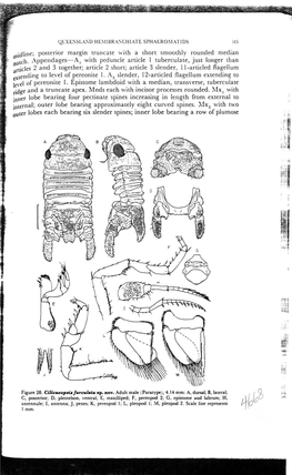 Idline; Posterior Margin Truncate with a Short Smoothly Rounded Median Otch. Appendages—A, with Peduncle Article 1 Tuberculate