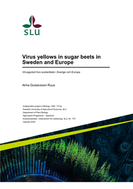 Virus Yellows in Sugar Beets in Sweden and Europe
