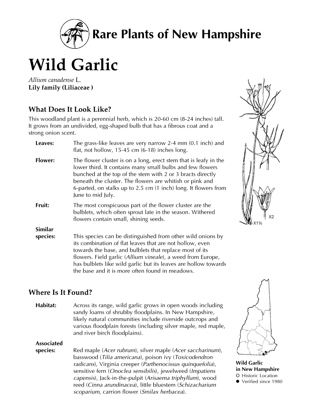 Wild Garlic Allium Canadense L